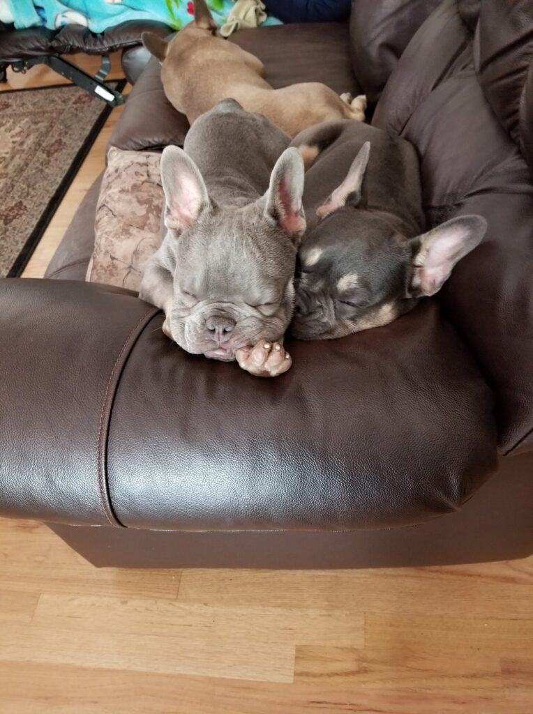 French bulldog breeder