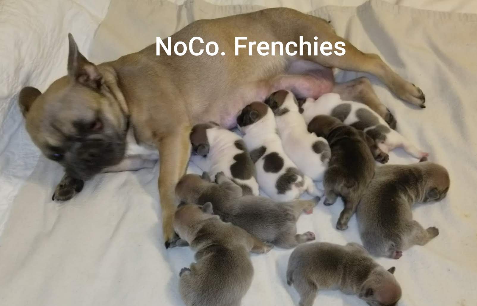 French Bulldog Puppies for Sale