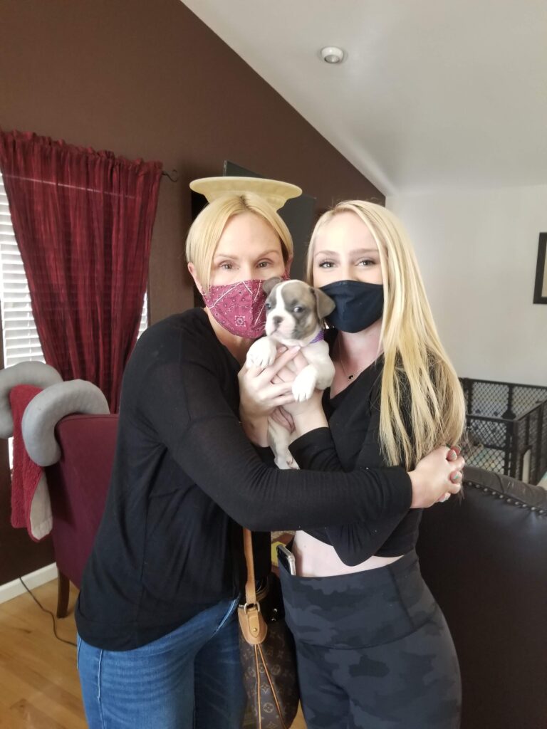 New French Bulldog Puppy Parents