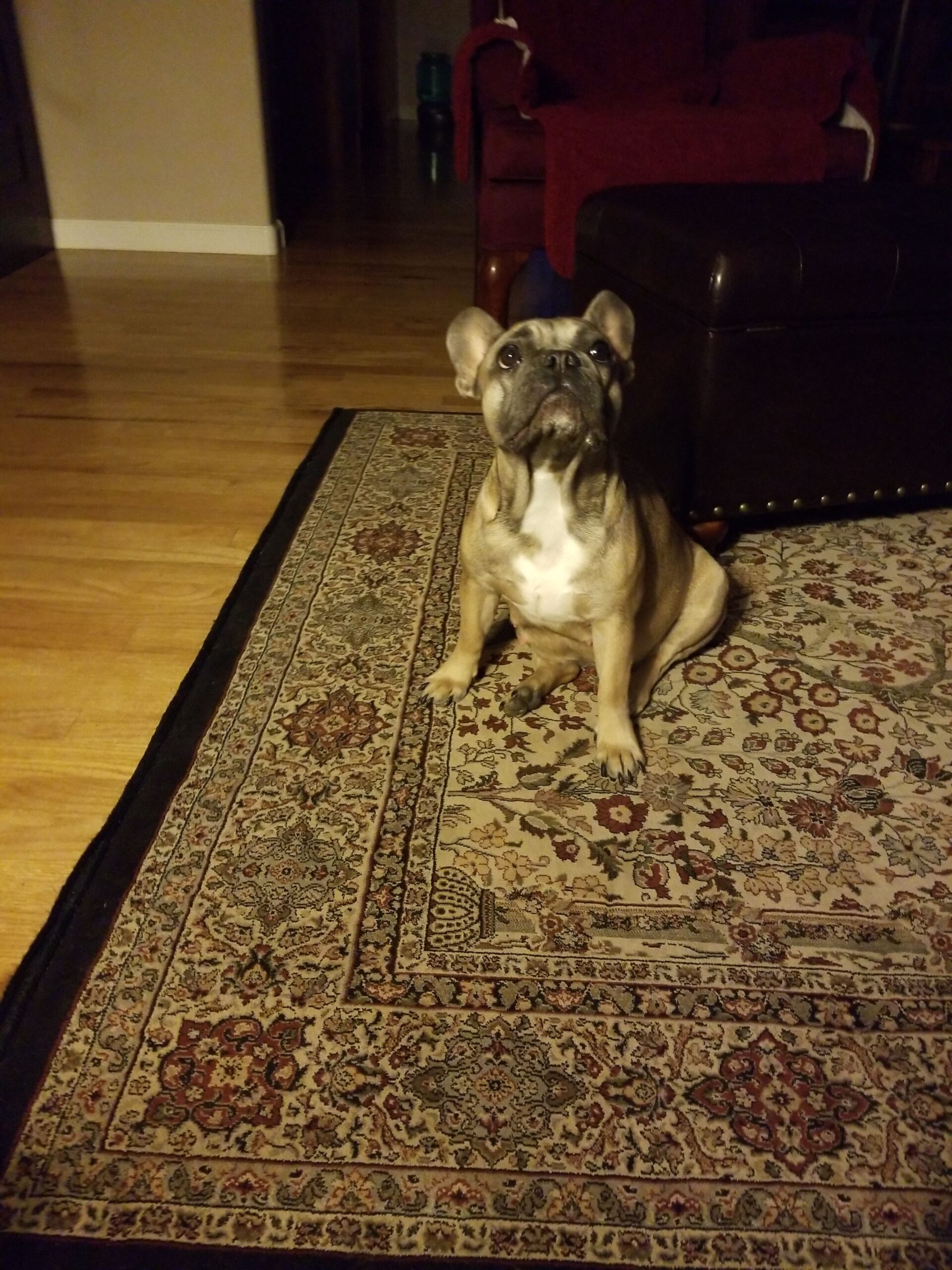 French Bulldog Questions