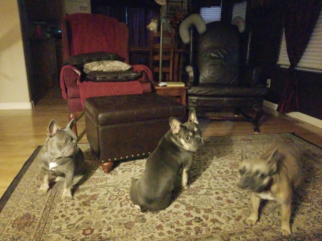 Our French Bulldogs