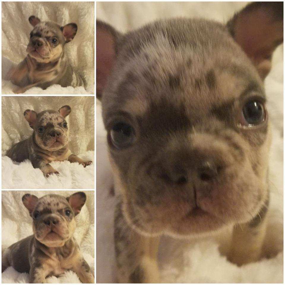 tres, french bulldog puppy for sale