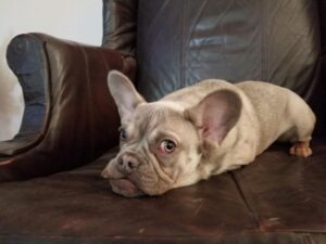 french bulldog puppies for sale ivy