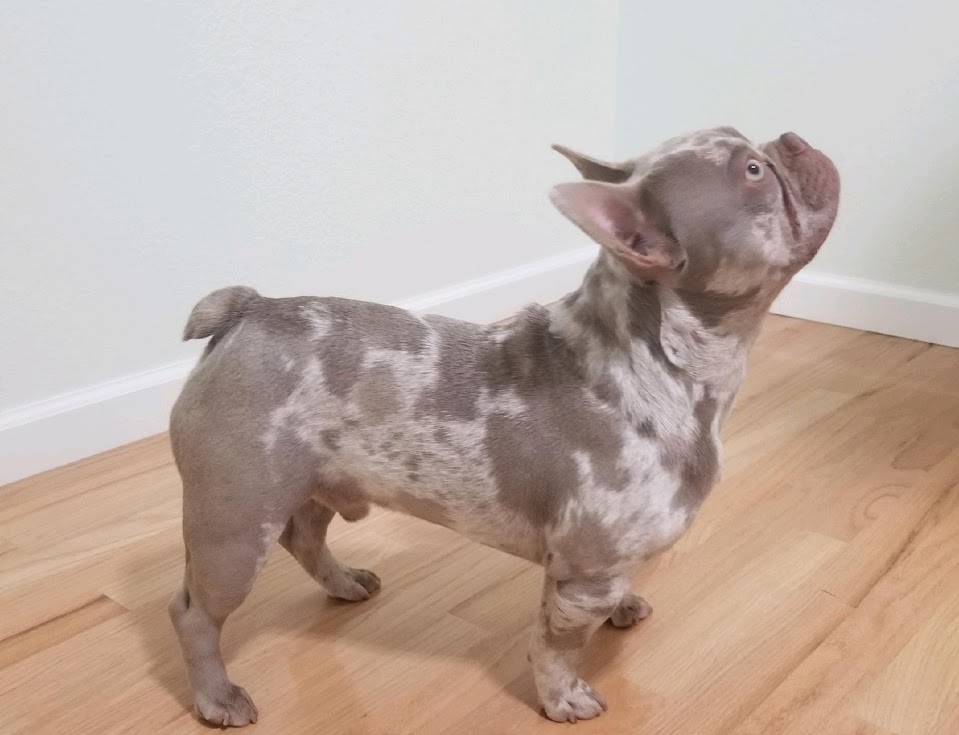 french bulldog puppies for sale santiago