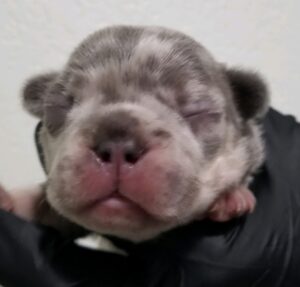 french bulldog puppies for sale alexander