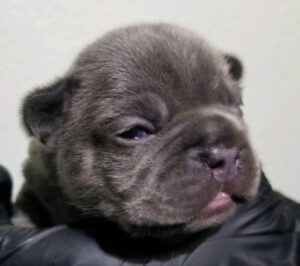 french bulldog puppies for sale isis