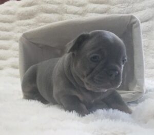 french bulldog puppy for sale