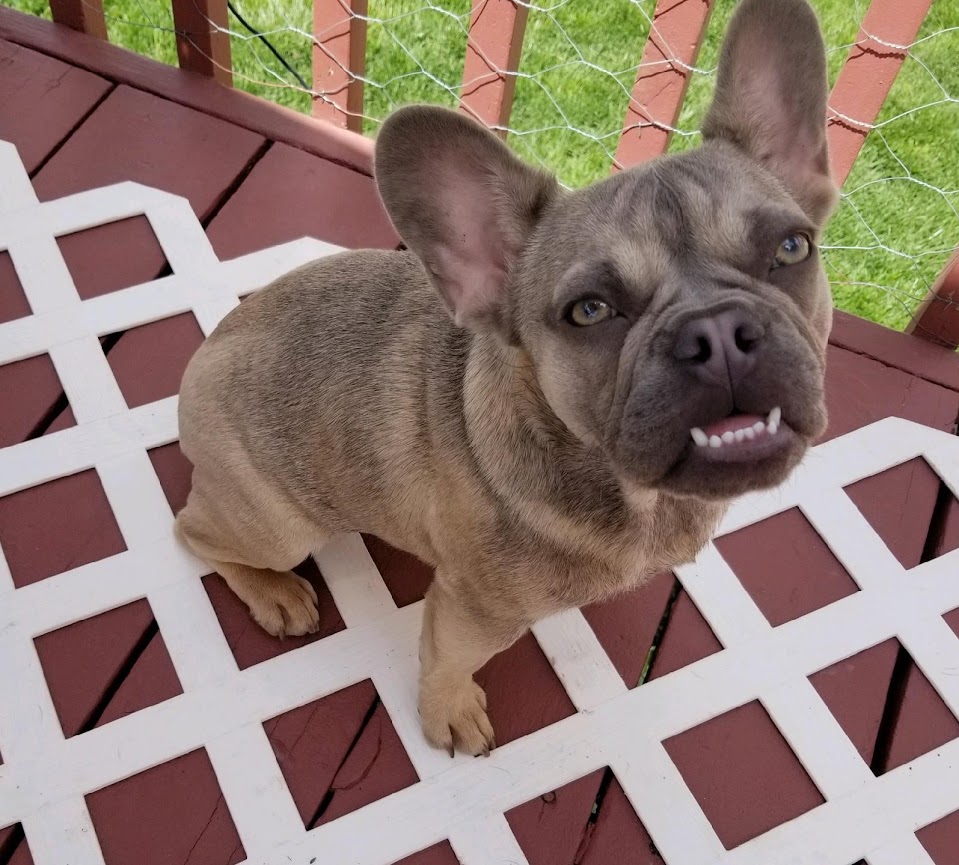 female french bulldog for sale